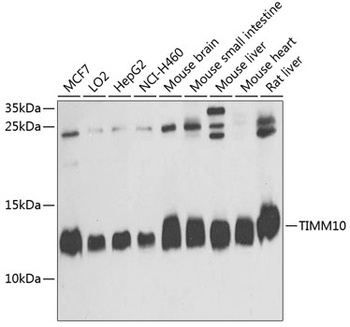 TIMM10 Antibody