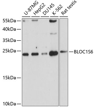 BLOC1S6 Antibody