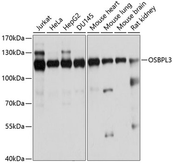 OSBPL3 Antibody