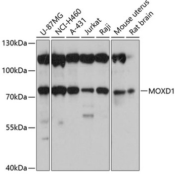 MOXD1 Antibody