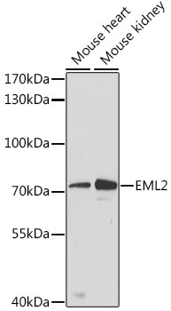 EML2 Antibody