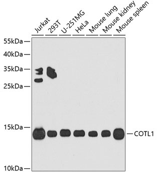 COTL1 Antibody