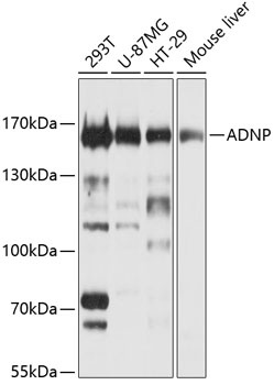 ADNP Antibody