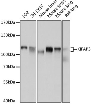 KIFAP3 Antibody