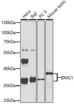 DMC1 Antibody