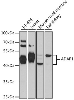 ADAP1 Antibody