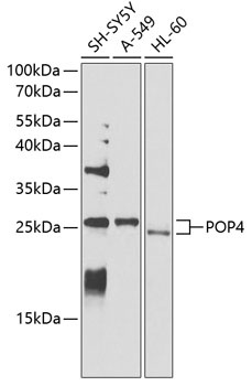 POP4 Antibody