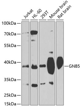 GNB5 Antibody