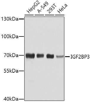 IGF2BP3 Antibody