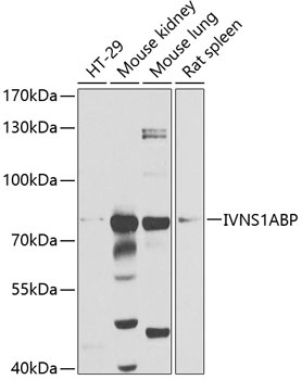IVNS1ABP Antibody