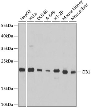 CIB1 Antibody