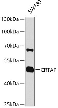 CRTAP Antibody