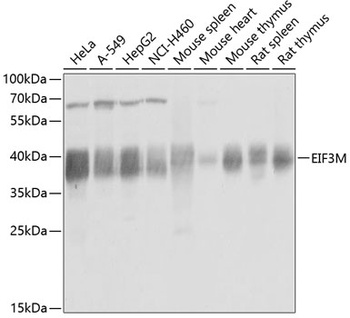 EIF3M Antibody