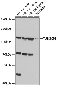 TUBGCP3 Antibody