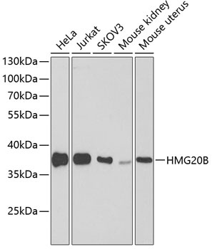 HMG20B Antibody