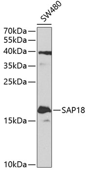 SAP18 Antibody