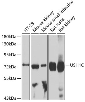 USH1C Antibody