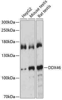 DDX46 Antibody