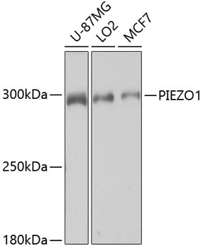 PIEZO1 Antibody