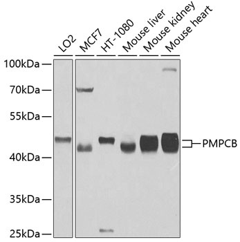 PMPCB Antibody