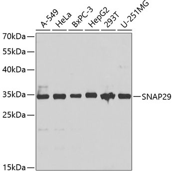 SNAP29 Antibody