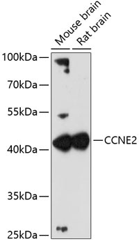 CCNE2 Antibody