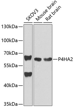 P4HA2 Antibody