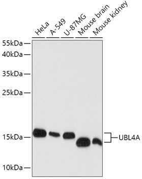 UBL4A Antibody