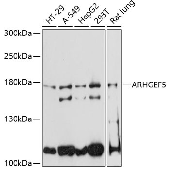 ARHGEF5 Antibody