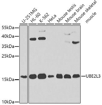 UBE2L3 Antibody