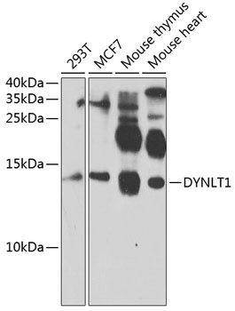 DYNLT1 Antibody