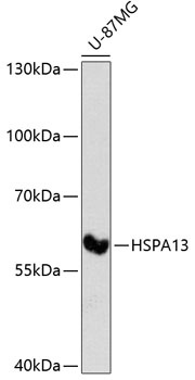HSPA13 Antibody