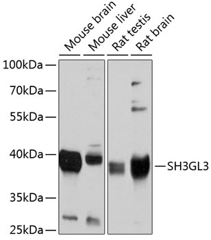 SH3GL3 Antibody