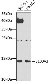 S100A3 Antibody