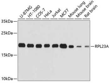 RPL23A Antibody