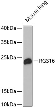 RGS16 Antibody