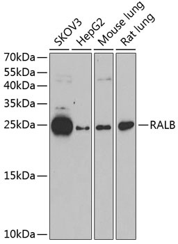 RALB Antibody