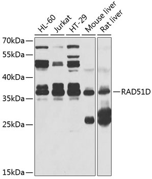 Rad51D Antibody