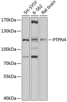 PTPN4 Antibody