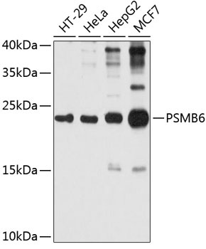 PSMB6 Antibody