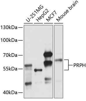 PRPH Antibody