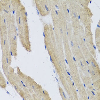 PRPH Antibody