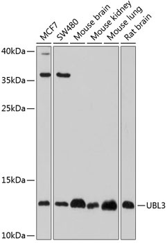 UBL3 Antibody