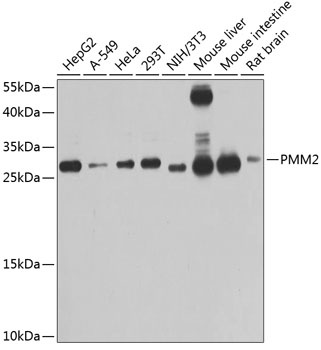PMM2 Antibody
