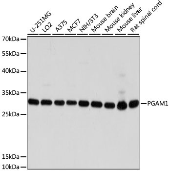 PGAM1 Antibody