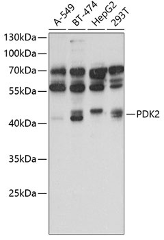 PDK2 Antibody