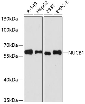 NUCB1 Antibody