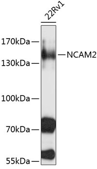 NCAM2 Antibody
