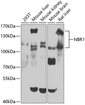 NBR1 Antibody