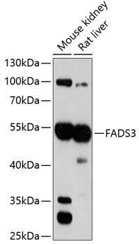 FADS3 Antibody